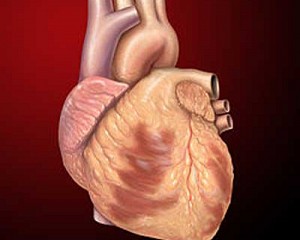 The Intelligence of the Heart